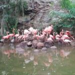 Animaya suma seis flamencos a su colonia