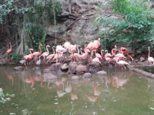 Animaya suma seis flamencos a su colonia
