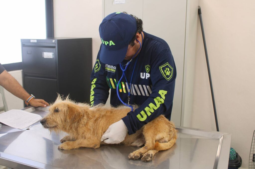 Mérida supera mil reportes de maltrato animal