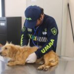 Mérida supera mil reportes de maltrato animal