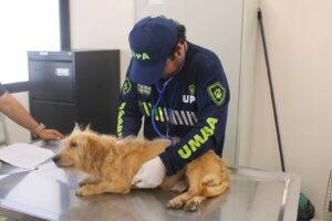 Mérida supera mil reportes de maltrato animal