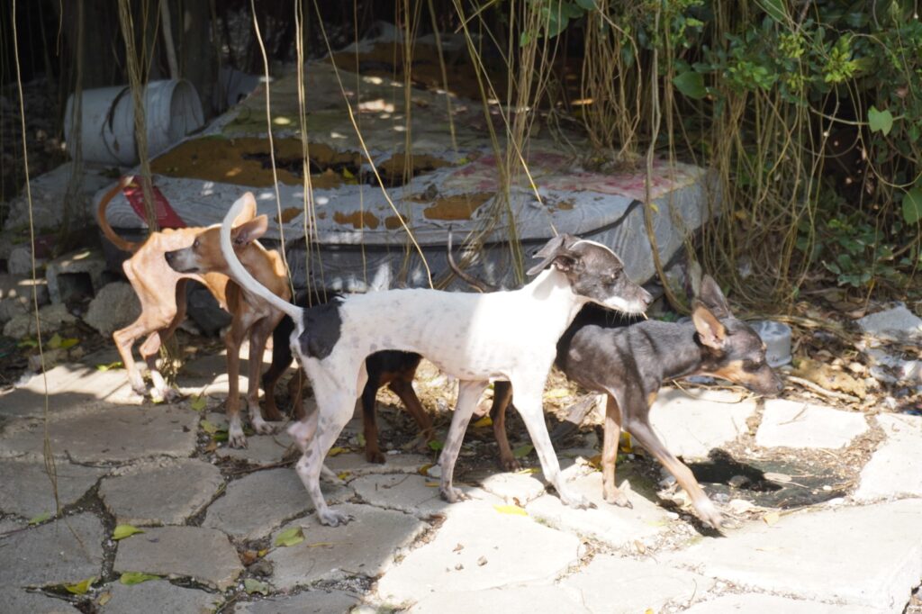 Mérida rescata 48 perros del abandono