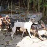 Mérida rescata 48 perros del abandono