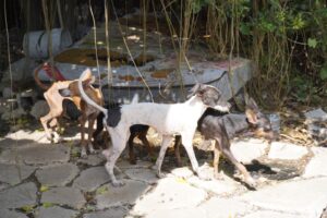 Mérida rescata 48 perros del abandono